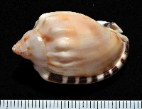 藏品(斑點小鬘螺)的圖片