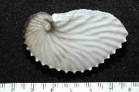 藏品(扁船蛸)的圖片