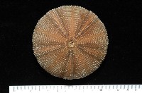 藏品(貝利角孔海膽)的圖片