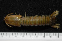 藏品(大指蝦蛄)的圖片