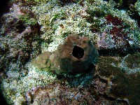 藏品(亞傑巨藤壺)的圖片