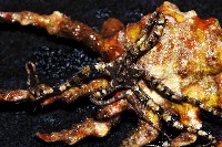 藏品(細櫛蛇尾)的圖片