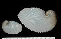 藏品(扁船蛸)的圖片