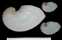 藏品(扁船蛸)的圖片