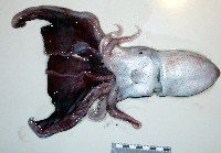 藏品(印太水孔蛸)的圖片