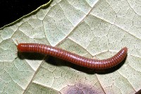 藏品(磚紅厚甲馬陸)的圖片