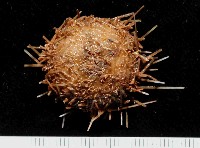 藏品(未知種深海皇冠海膽)的圖片