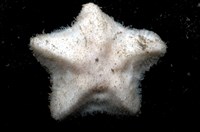 藏品(未知種開曼海星)的圖片