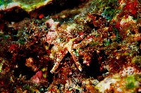 藏品(多篩指海星)的圖片