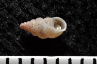 藏品(石山芝麻蝸)的圖片