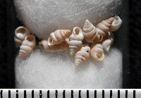 藏品(石山芝麻蝸)的圖片