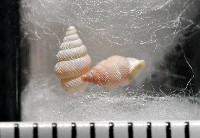 藏品(石山芝麻蝸)的圖片