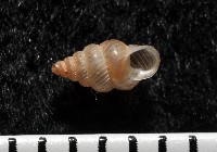 藏品(水田芝麻蝸)的圖片