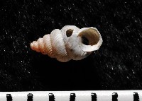 藏品(水田芝麻蝸)的圖片