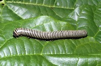 藏品(黑白山蛩)的圖片