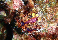 藏品(白棘三列海膽)的圖片