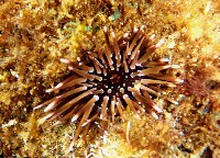 藏品(梅氏長海膽)的圖片