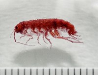 藏品(新種蘭嶼端足類)的圖片