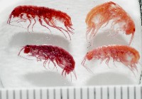 藏品(新種蘭嶼端足類)的圖片