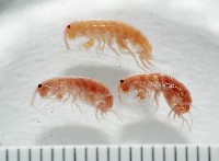 藏品(新種蘭嶼端足類)的圖片