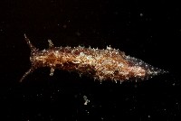 藏品(條紋背肛海兔)的圖片