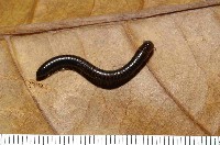 藏品(擬旋刺馬陸)的圖片