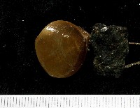 藏品(未知種酸漿貝(腕足類))的圖片