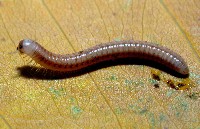 藏品(畏光側山蛩)的圖片