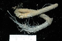 藏品(刺管薩歐蟲)的圖片