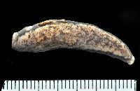 藏品(寶山蛞蝓(新種))的圖片