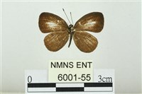 藏品(黑點灰蝶)的圖片