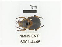 藏品(臺灣鍬形金龜)的圖片