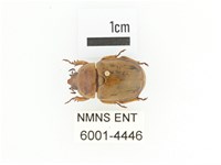 藏品(臺灣鍬形金龜)的圖片