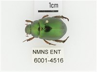 藏品(綠艷金龜)的圖片