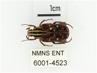 藏品(巴蘭陷紋金龜)的圖片