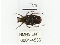 藏品(巴蘭陷紋金龜)的圖片