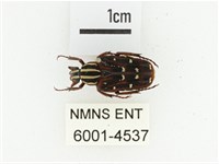 藏品(巴蘭陷紋金龜)的圖片