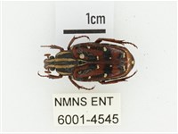 藏品(巴蘭陷紋金龜)的圖片