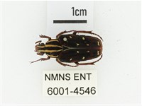 藏品(巴蘭陷紋金龜)的圖片