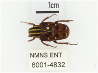 藏品(巴蘭陷紋金龜)的圖片