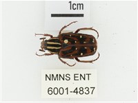 藏品(巴蘭陷紋金龜)的圖片