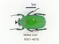 藏品(臺灣扇角金龜)的圖片