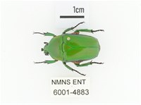 藏品(小扇角金龜)的圖片