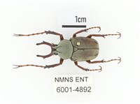 藏品(臺灣角金龜)的圖片