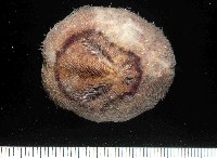 藏品(未知種高星海膽)的圖片