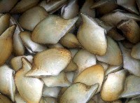 藏品(深淵馬刺蛤)的圖片