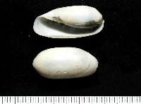 藏品(未知種深海粗米螺)的圖片