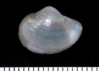 藏品(未知種杓蛤)的圖片