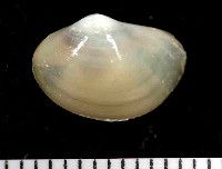 藏品(未知種黃錦蛤)的圖片