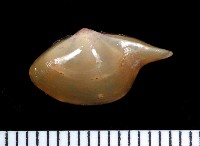 藏品(深淵馬刺蛤)的圖片